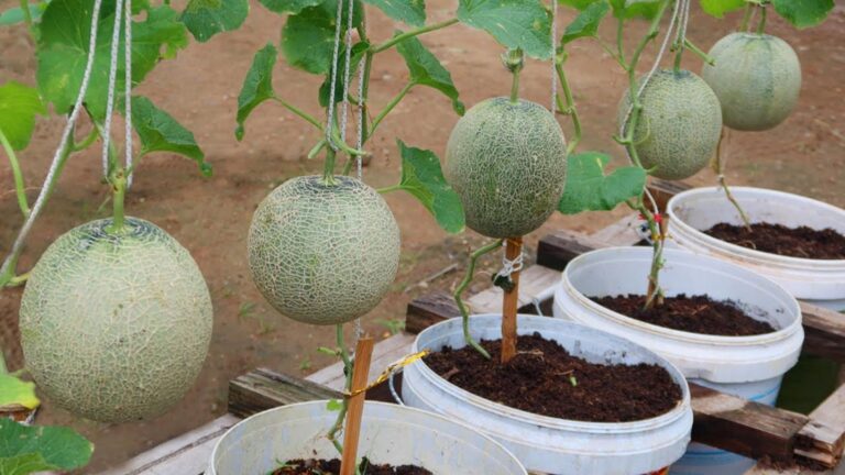 Questo semplice gesto trasforma i contenitori di plastica in un orto di meloni…
