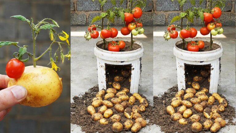 Questo semplice gesto ti farà avere pomodori e patate nello stesso vaso…