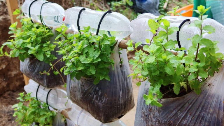 Questo semplice gesto trasforma sacchetti di plastica in un giardino verticale di menta…