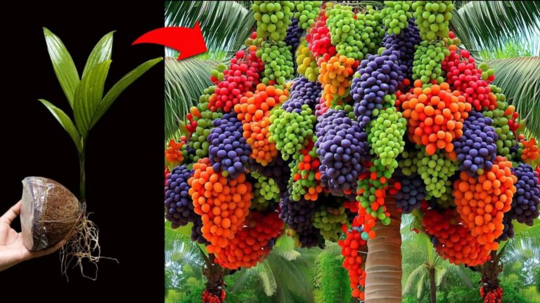 Questo trucco dimenticato trasforma cocco e pompelmo in un frutto straordinario…