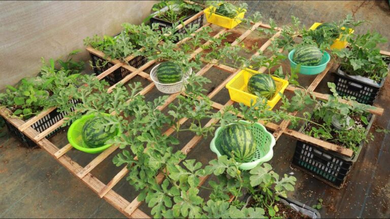 Questo semplice gesto trasforma il tuo giardino in un paradiso di angurie…