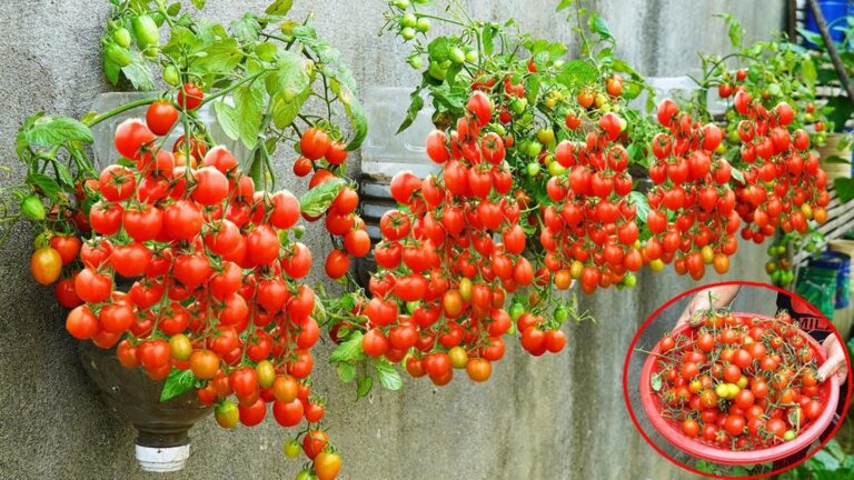 Questo semplice gesto ti farà coltivare pomodori verticalmente e senza giardino…