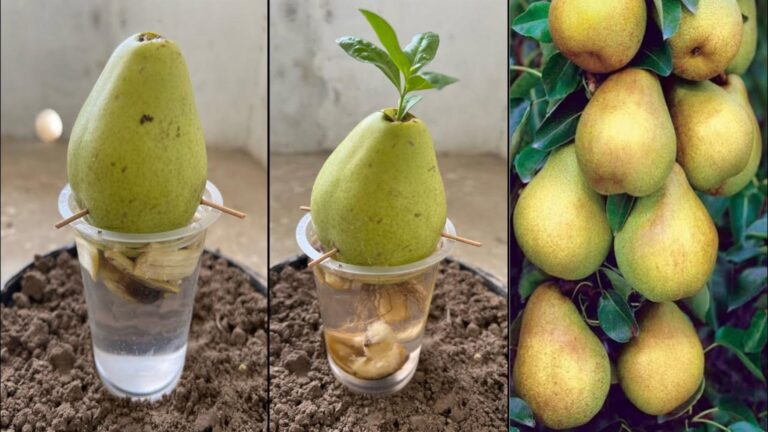 Scopri come far crescere un albero di pero da un semplice frutto… resulta sorprendente!