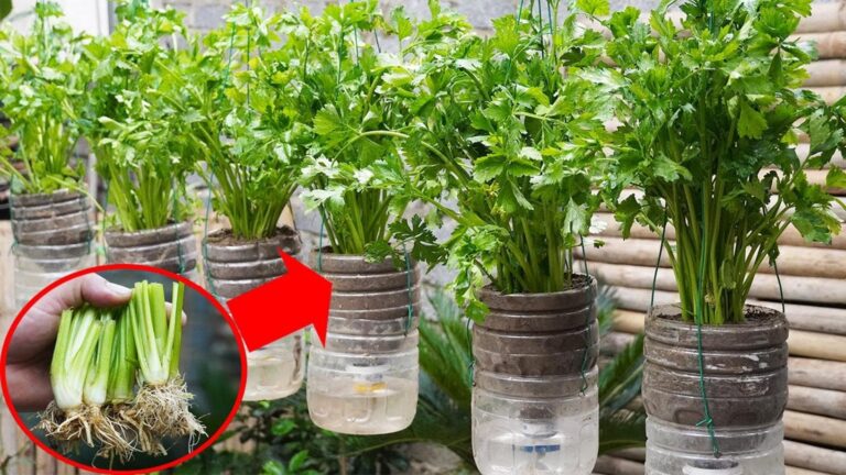 Questo semplice gesto trasforma le bottiglie di plastica in un orto di sedano…
