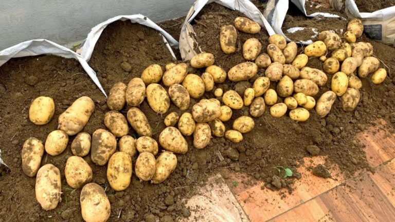 Questo semplice gesto trasforma il tuo terrazzo in un paradiso di patate…