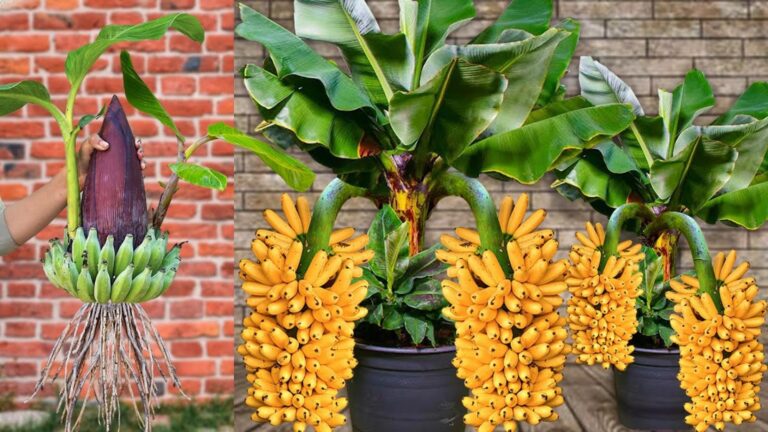 Questo semplice gesto trasforma i fiori di banana in un albero pieno di frutti…