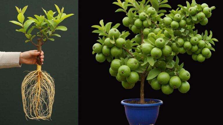 Questo semplice gesto farà esplodere la crescita dei tuoi talee di guava…