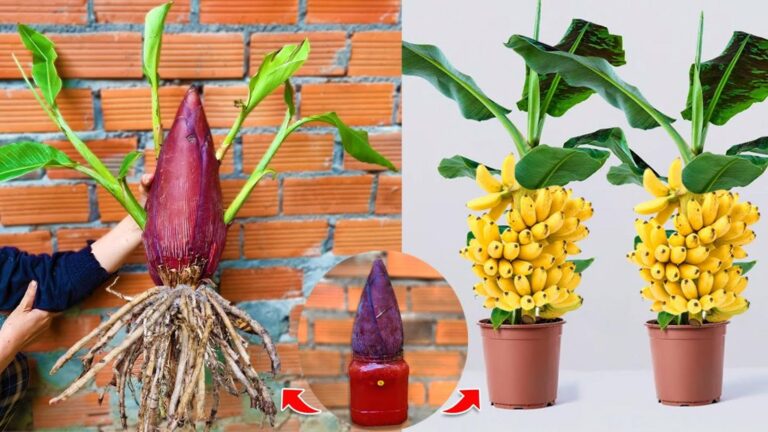Alcuni giardinieri usano l’aloe per piantare banani… scopri il segreto per un…