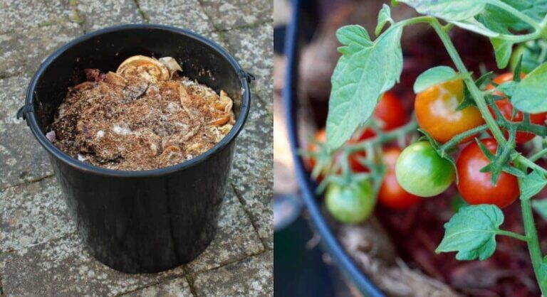 Pomodori Più Produttivi Fino a Fine Estate: Quando e Come Concimarli per Ottenere un Raccolto Abbondante