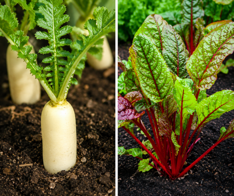 15 légumes à planter en août pour une récolte abondante tout l’automne