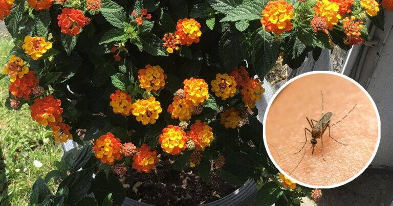 La Pianta che Aiuta ad Allontanare le Zanzare da Casa e dal Balcone: Scopri la Lantana