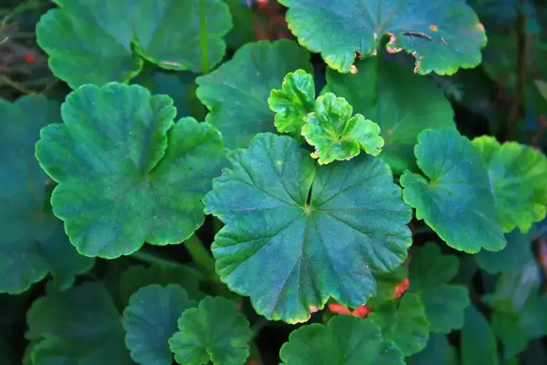 Il tuo geranio ha le foglie gialle? I motivi che molti ignorano, scopri perché accade