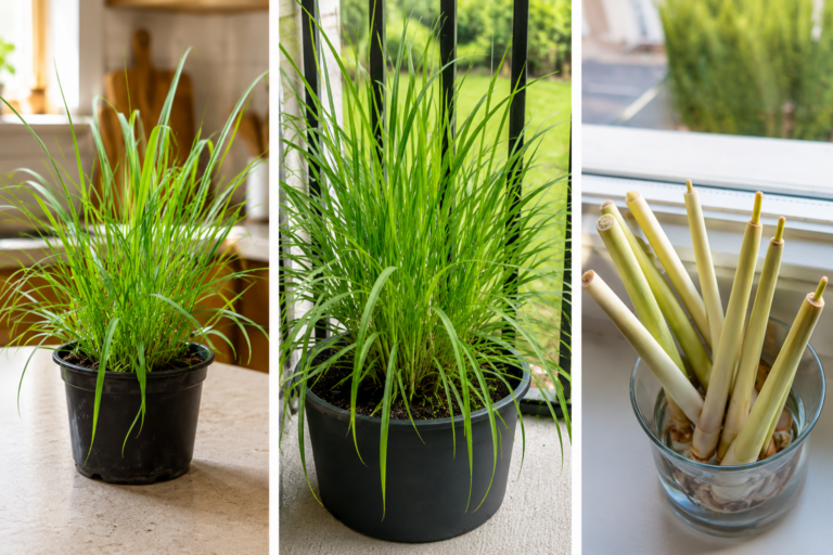 Coltivare la citronella in vaso: la guida completa per avere profumo, sapore e protezione naturale tutto l’anno