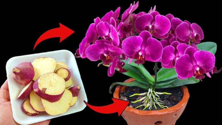 Una Patata Può Aiutare le Orchidee a Fiorire? Scopri i 5 Semplici Passi da Provare