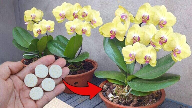 Rianima le Tue Orchidee: 1 Semplice Trucco per Farle Tornare Forti e Rigogliose